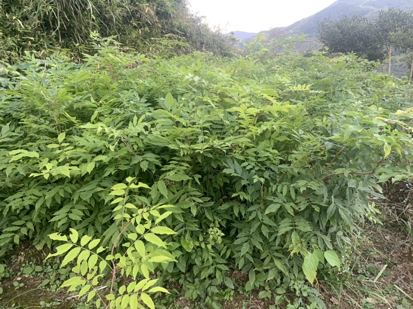 多花紫藤  紫藤小苗