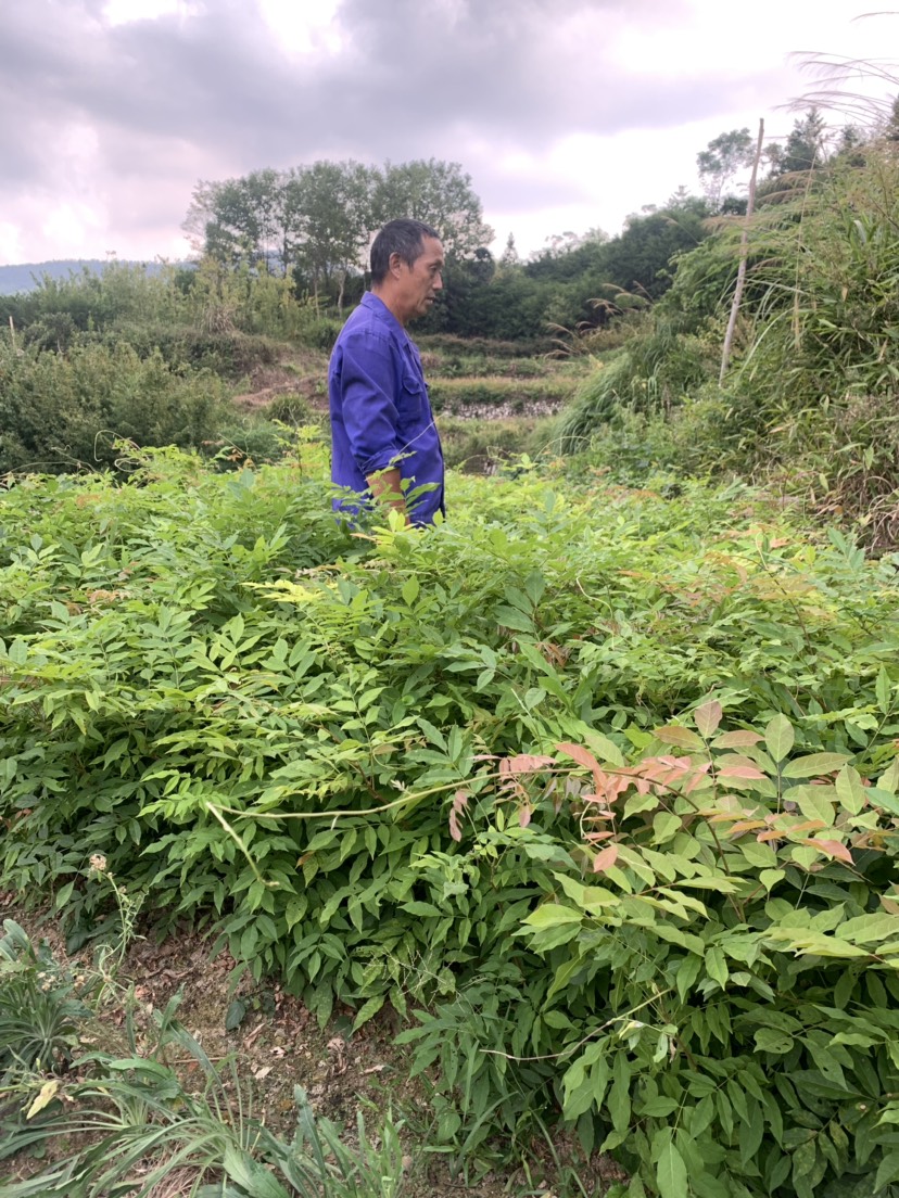 多花紫藤  紫藤小苗