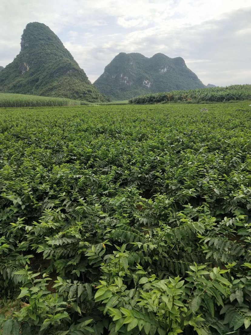 树仔菜苗 五指山野菜 天绿香苗 现货供应有一年苗有半年苗