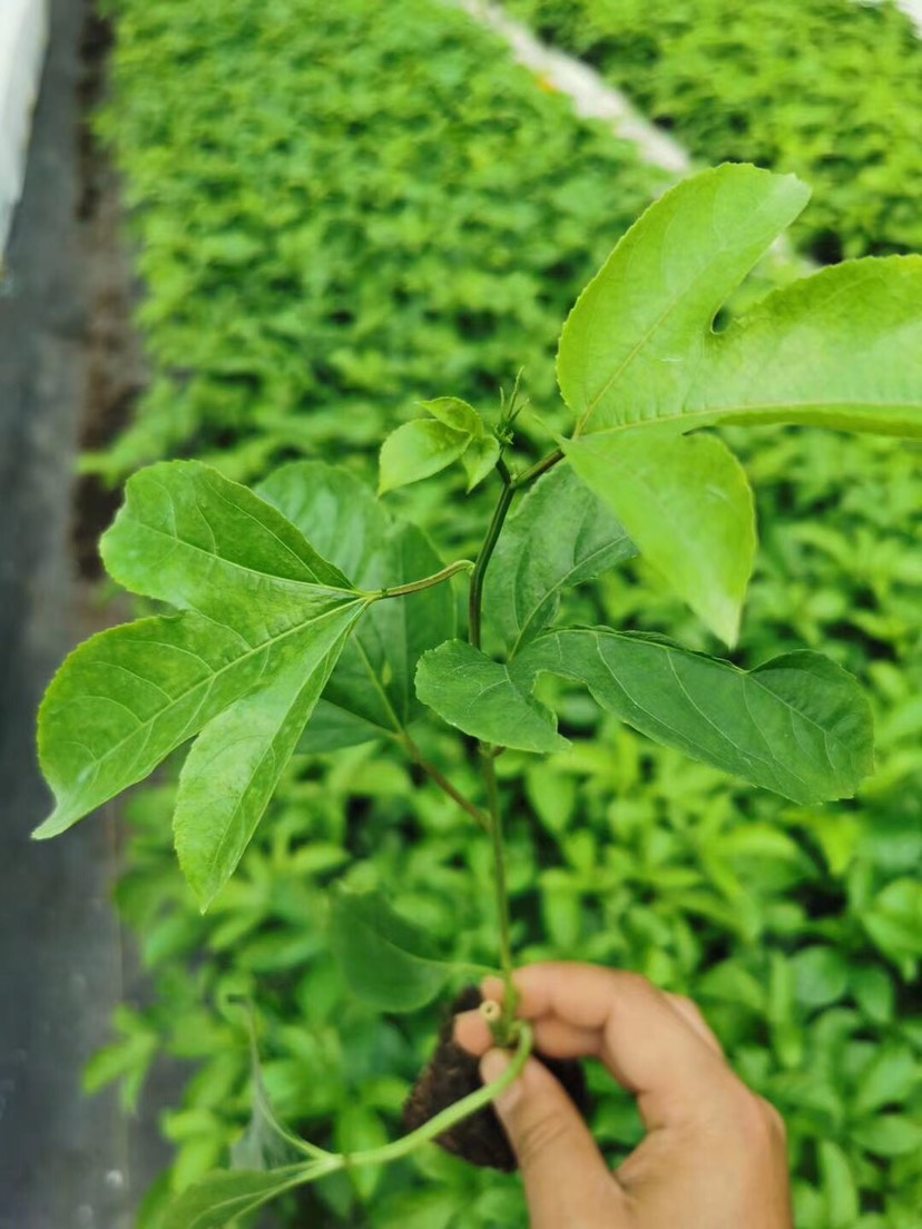 芭乐味百香果苗  芭乐味黄金百香果苗紫香一号台农一号产地直发