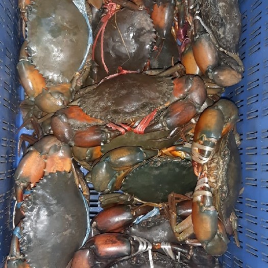长沙青蟹  东南亚，活泥蟹，满膏，纯肉都有，包清关，直达广州，上海