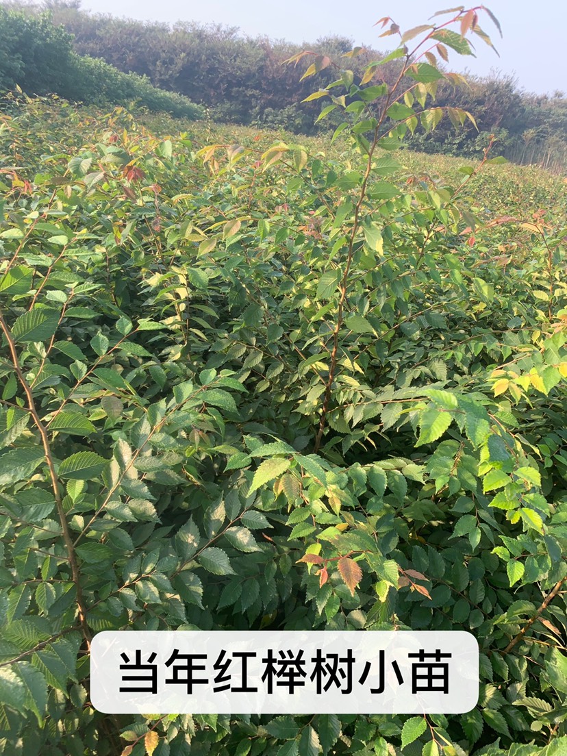 常州红榉树小苗，30_200厘米，自产自销，量大