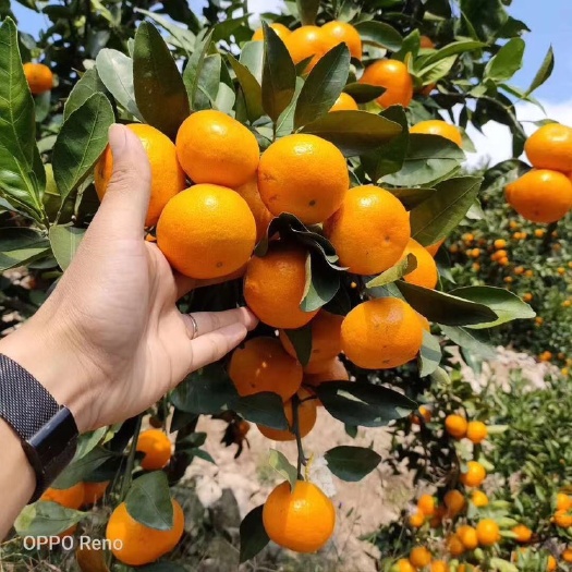 临海市涌泉蜜桔 无核，皮薄 汁多 化渣性好