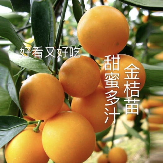 平邑县脆皮金桔苗  金桔苗可食用四季观赏桔子树苗，甜蜜多汁，南北方种植基地直供。