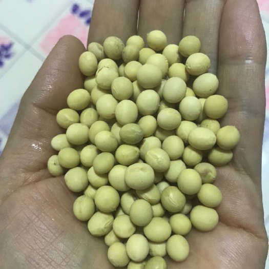科左中旗 黑龙江大豆