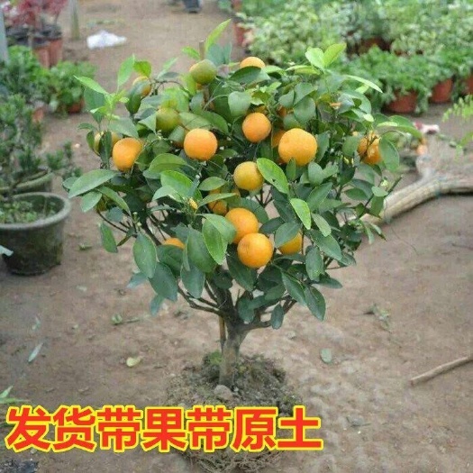平邑县脆皮金桔苗 脆皮金桔盆栽 可食用金桔苗 南北种植四季观赏金桔树苗