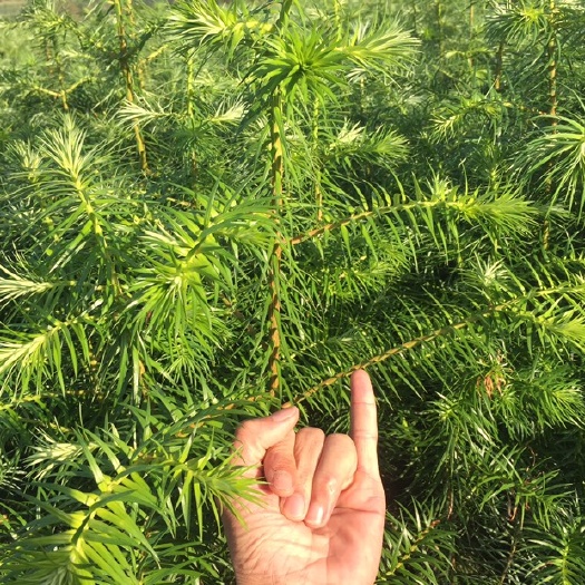 连山县杉木树苗 优质杉苗