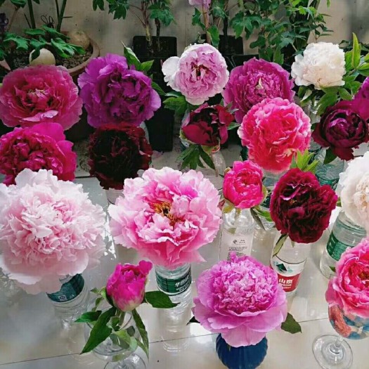 菏泽 观赏牡丹