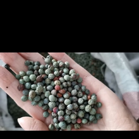 黄连木种子  新采摘的各个亮丽饱满