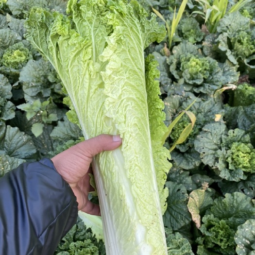 义和秋 60青绿麻叶菜