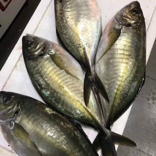 广州海鲈鱼  正关池鱼王.2.5-4斤 提前预定.日式刺身 冰鲜
