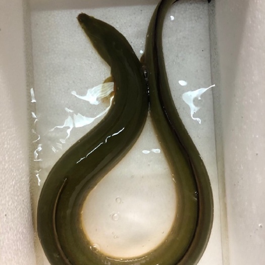 深圳黄鳗鱼河鳗鱼鳗鱼