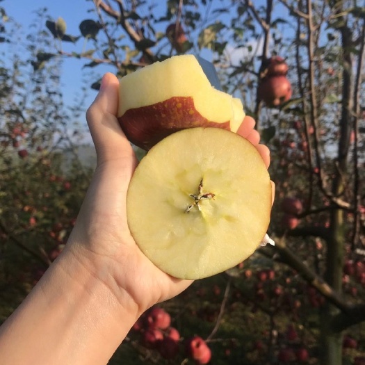 盐源县 正宗盐源苹果糖心苹果