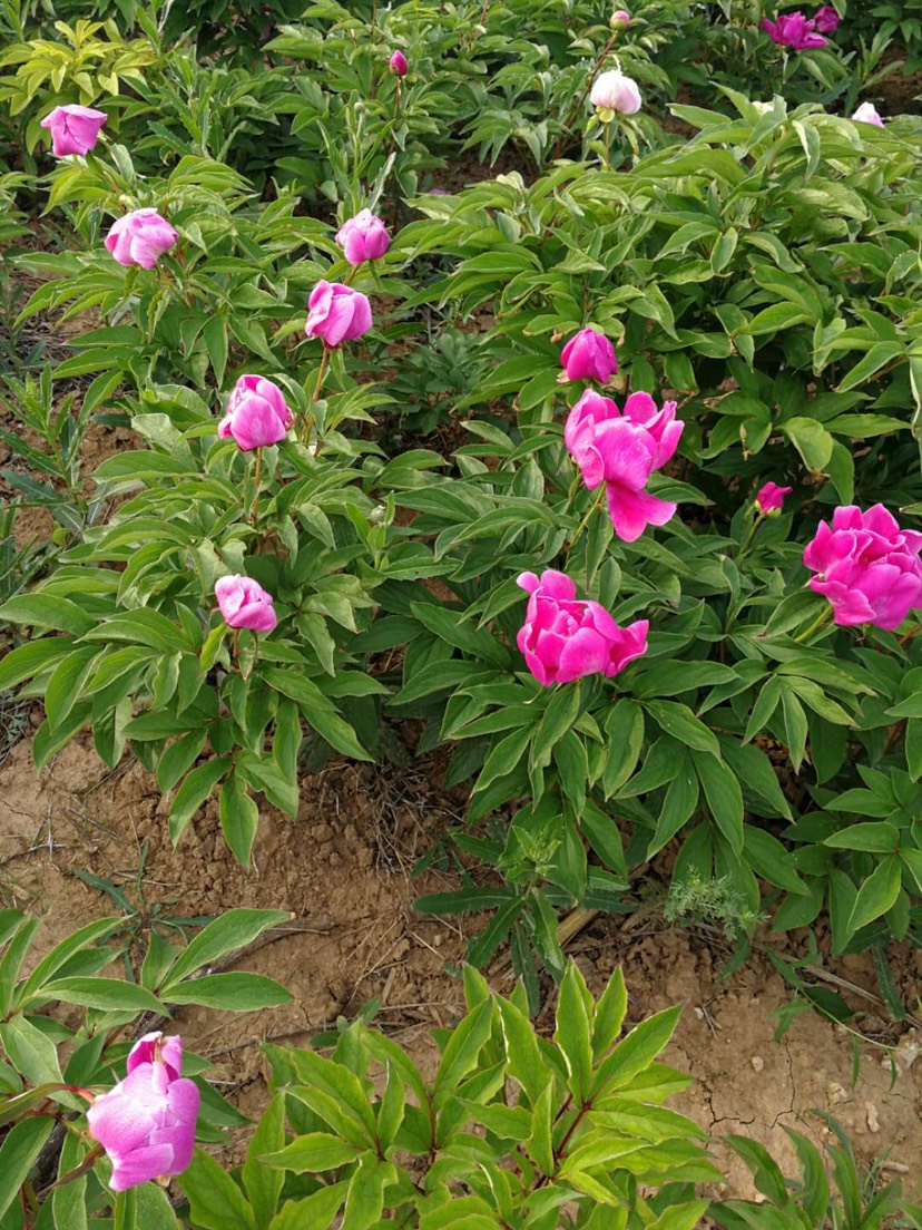 白芍  1年苗，粗度點4至1公分，農(nóng)戶直銷