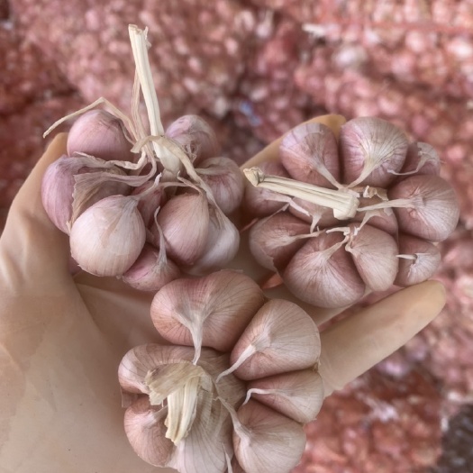 玉林红皮蒜河南红皮红米 紫皮蒜个大均匀饱满农家自种 产地直销