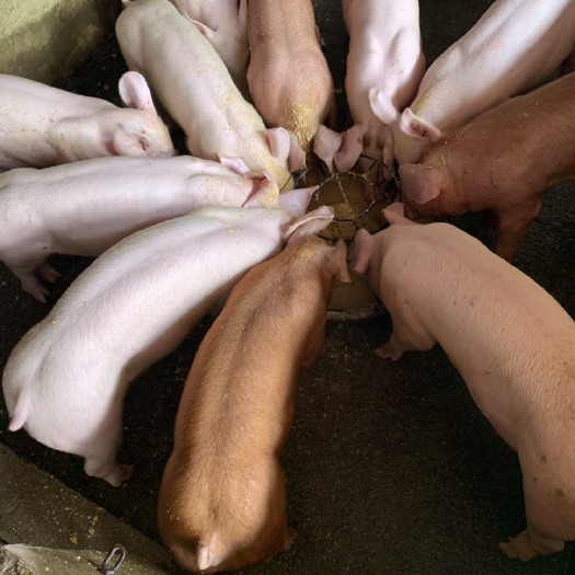 博白县常年供应猪 内三元猪，外三元猪，长白猪，黑猪，白猪