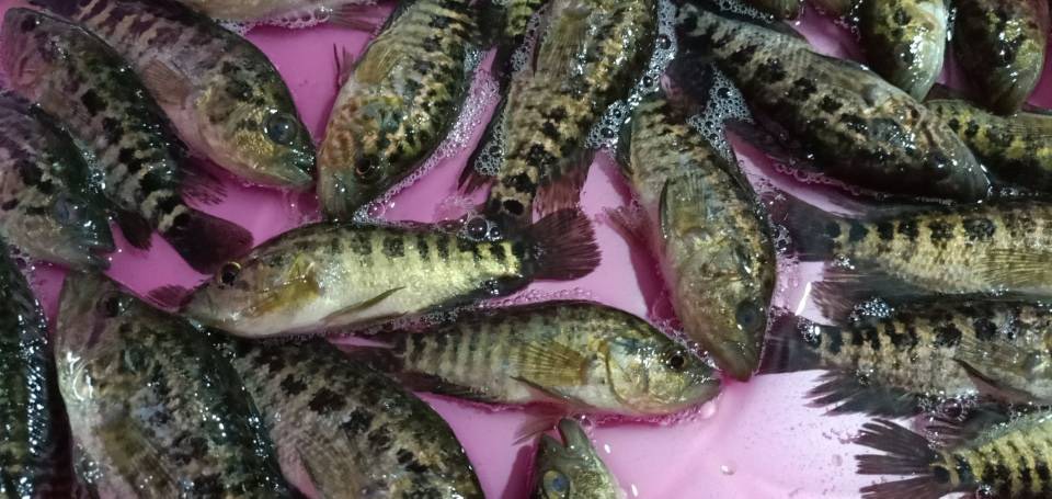 南宁 大量供应石斑鱼苗，淡水石斑鱼苗规格齐全