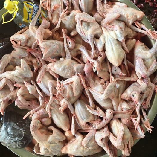 长期供应白羽肉鸽子每天新鲜现杀