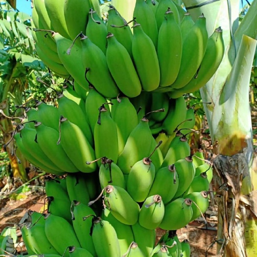 徐闻县 粉蕉大量上市