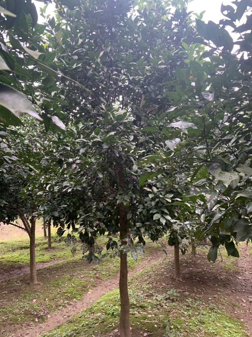 安江香柚苗  供应10公分柚子树，有需要的朋友联系我