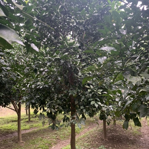 安江香柚苗  供应10公分柚子树，有需要的朋友联系我