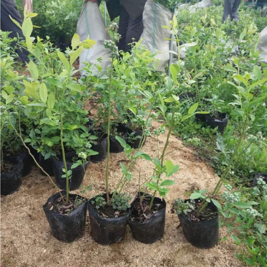 新昌县春高蓝莓苗  蓝莓苗，早中晚都有，提供后期技术