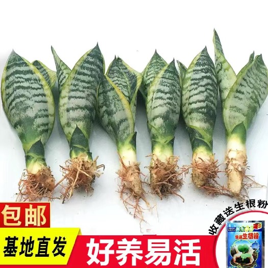 漳州虎皮兰 金边虎pi兰新房吸甲醛多肉植物防辐射室内花卉