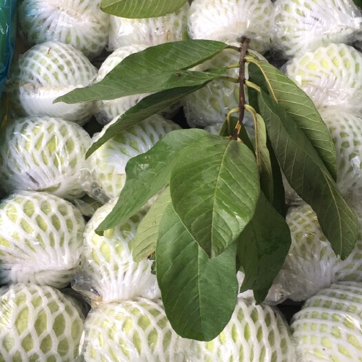 广州白心番石榴 脆口甜口爽口