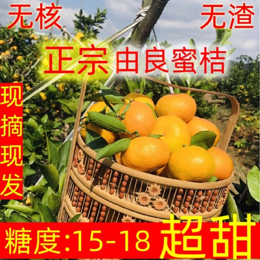 宁海县蜜桔  宁海由良蜜橘早橘