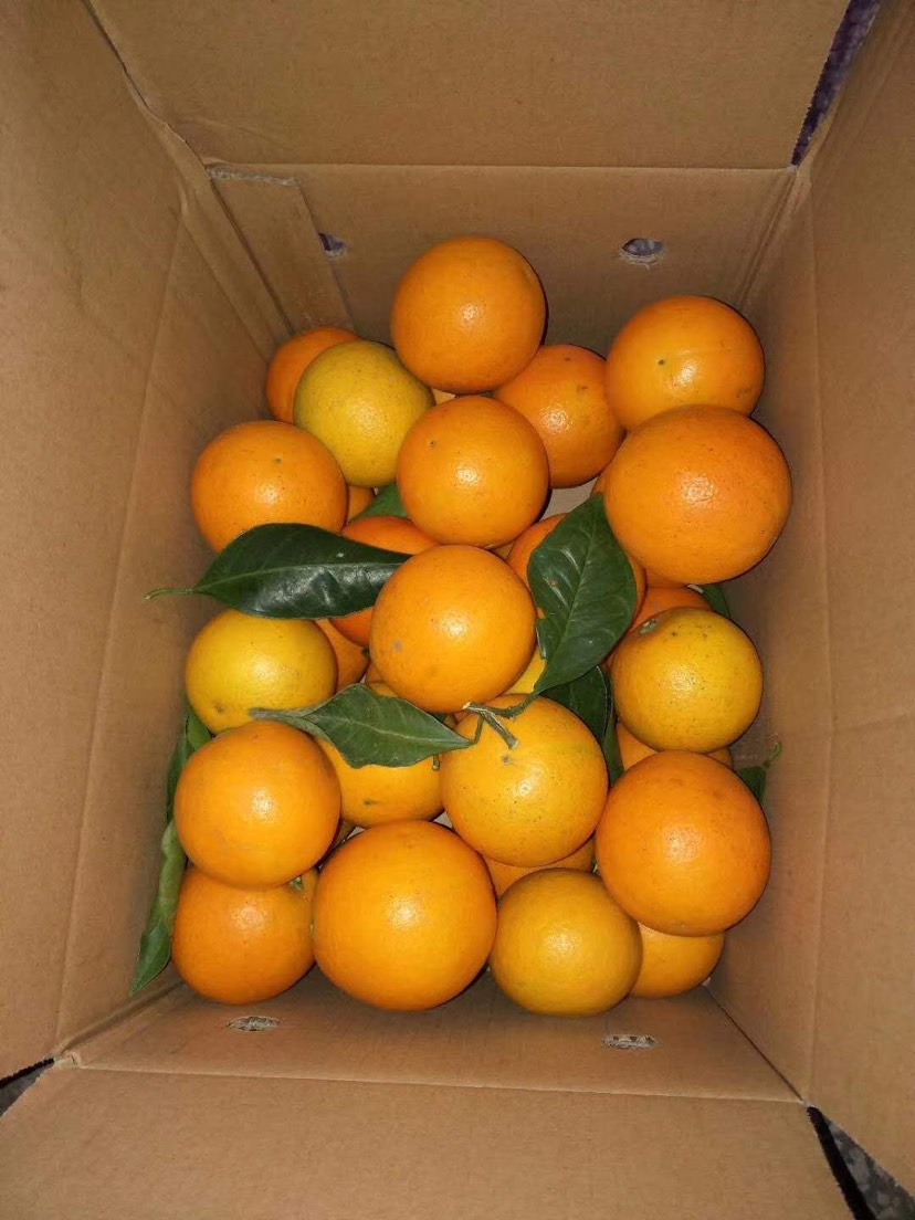 麻阳冰糖橙  产地直供  鲜甜多汁  正宗冰糖橙