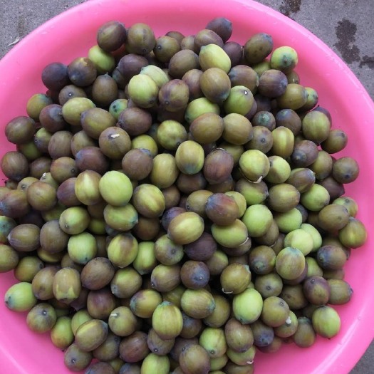 青莲子，新鲜莲子，高品质茶色莲子，产地直销！