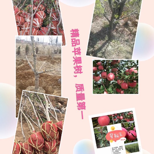 红富士苹果苗  山西省运城市绛县产品，苹果树苗联系