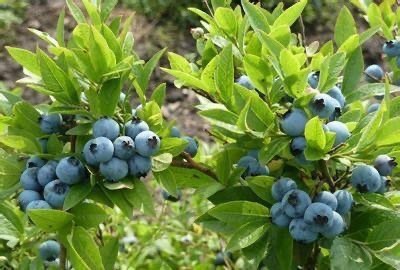 新昌县奥尼尔蓝莓苗  早熟:奥尼尔天后 明星 春高 5.10早中熟:绿宝石 珠宝
