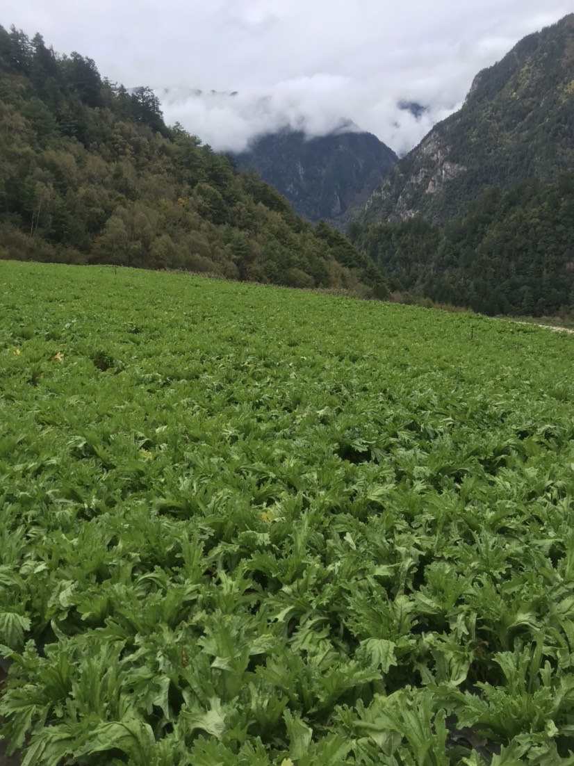 四川阿坝藏族羌族自治州松潘县境内无污染绿色食品棒菜