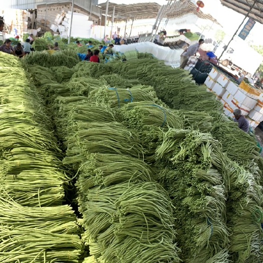 合浦县青豆角 上市质量好优