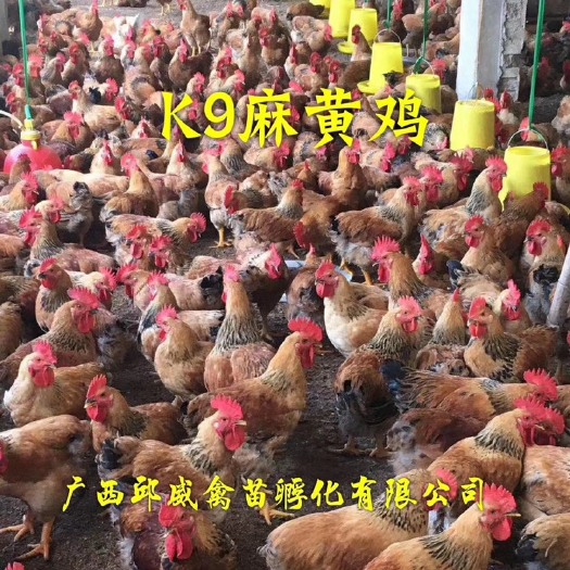 南宁K9麻黄鸡苗  K9 麻黄鸡苗 （热销）孵化厂加直销 包疫苗 品质优质 全国