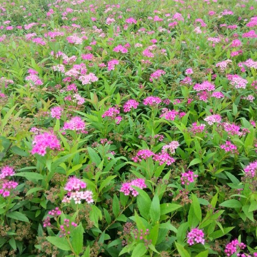 沭阳县红花绣线菊，金山绣线菊，金焰绣线菊大量批发，价格便宜，送货上