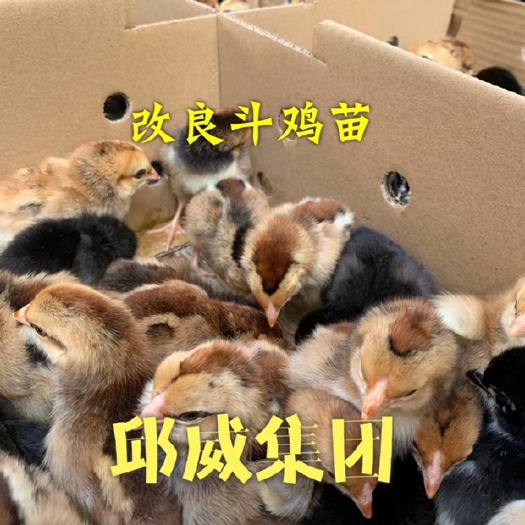 南宁斗鸡苗  改良斗鸡幼苗（爆款）改良斗鸡体质结实，肉质致密，全国供货
