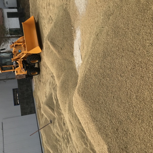 鱼台县稻谷 自己种植所有品种的200亩稻子