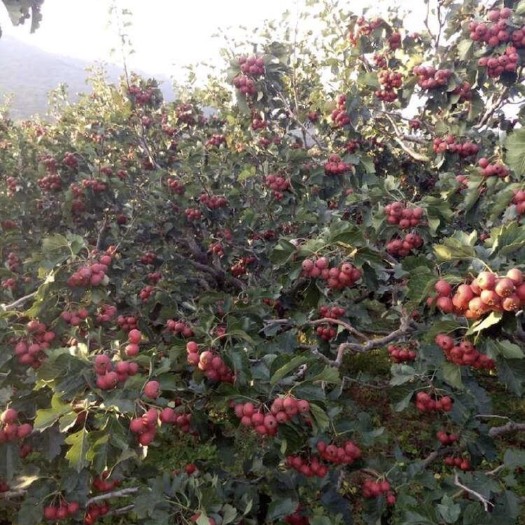 临朐县国庆节成熟 优质沂蒙山楂 自家种植 新鲜采摘