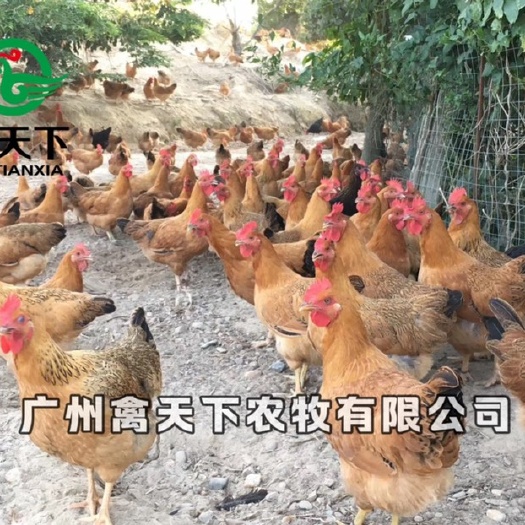广州土鸡苗  灵山土鸡