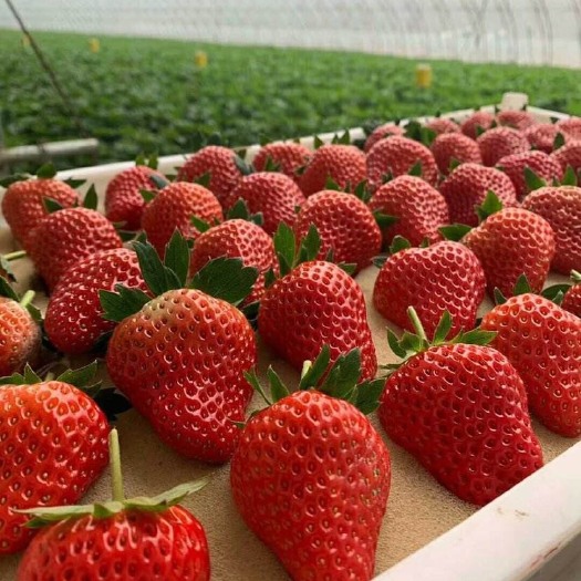 徐州蒙特瑞草莓 20克以上 
