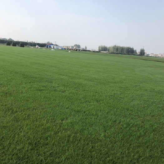 江陵县 常年大量供应：矮生百慕大、果岭草、马尼拉、混播黑麦草等天然草