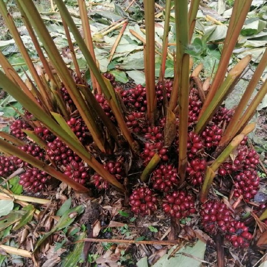 福贡县大量怒江福贡生草果