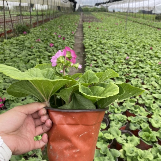 成都大花萱草 大花樱草，基地大花樱草价格，15杯大花樱草批发价