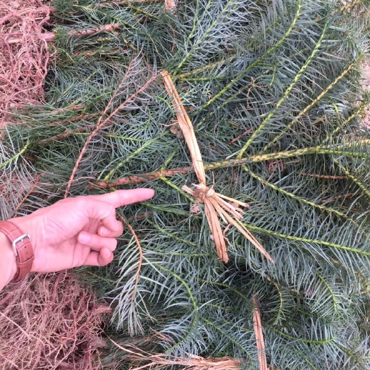 连南县杉木树苗 杉苗基地直销、速生杉