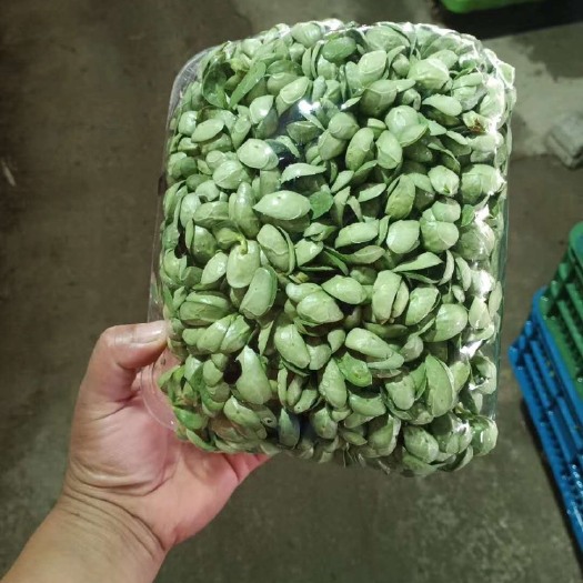 东海县嫩豆苗  黑豆苗无公害无土栽培芽苗菜口感清脆叶多叶肥小包装蔬菜