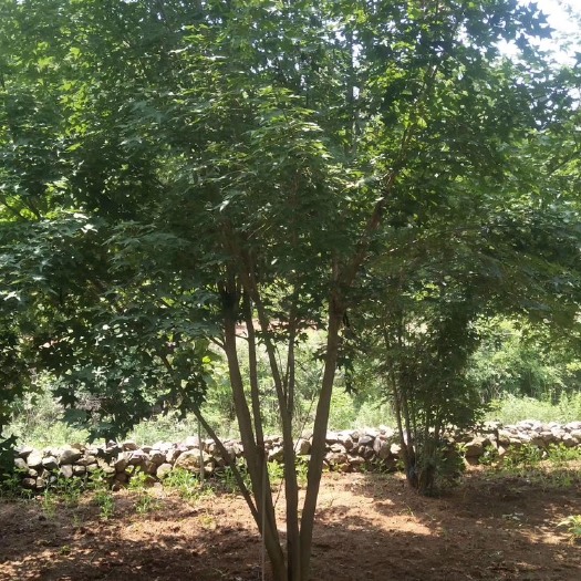 南召县 六米高度，精品丛生五角枫，根部特别自然,质量如图