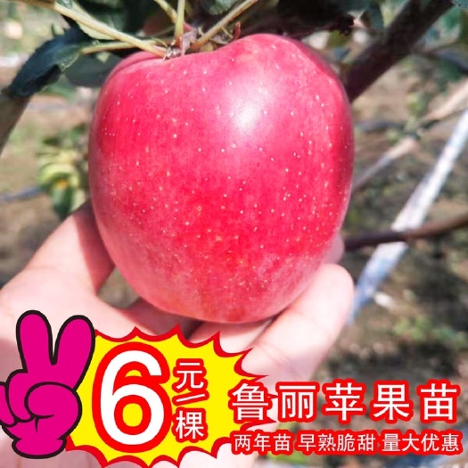 泰安 鲁丽苹果苗6元一棵，保证正品，矮化苗木。