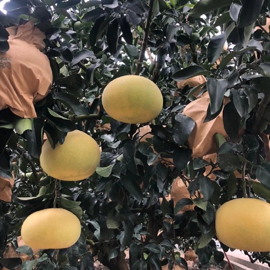 玉环市 文旦柚柚子最好品质有机农场